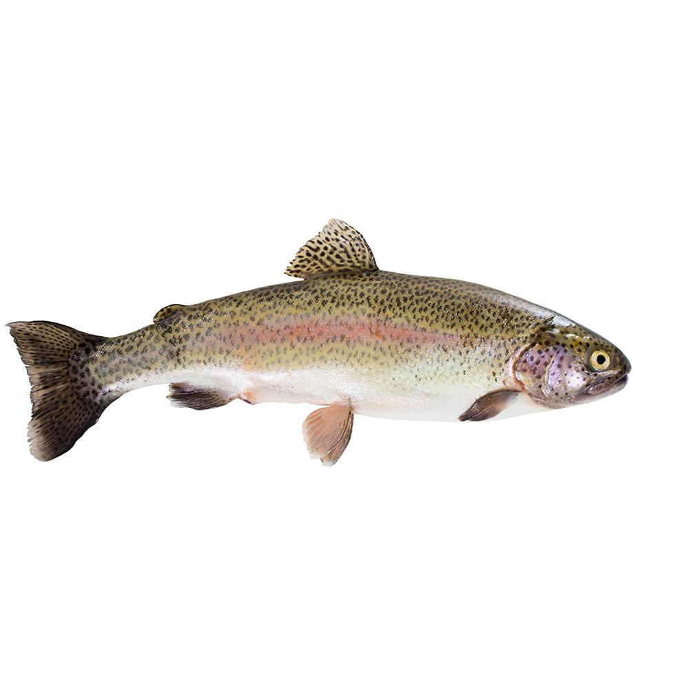 TROUT FISH