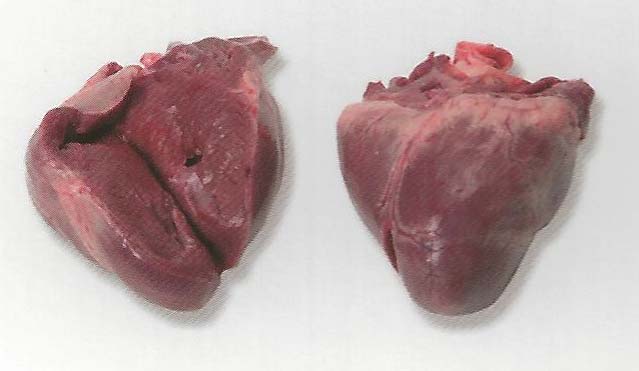 Frozen-beef-heart.jpg